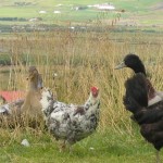 poules islandaises