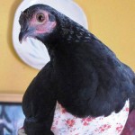 Poules savantes de France-Anne Blanchet