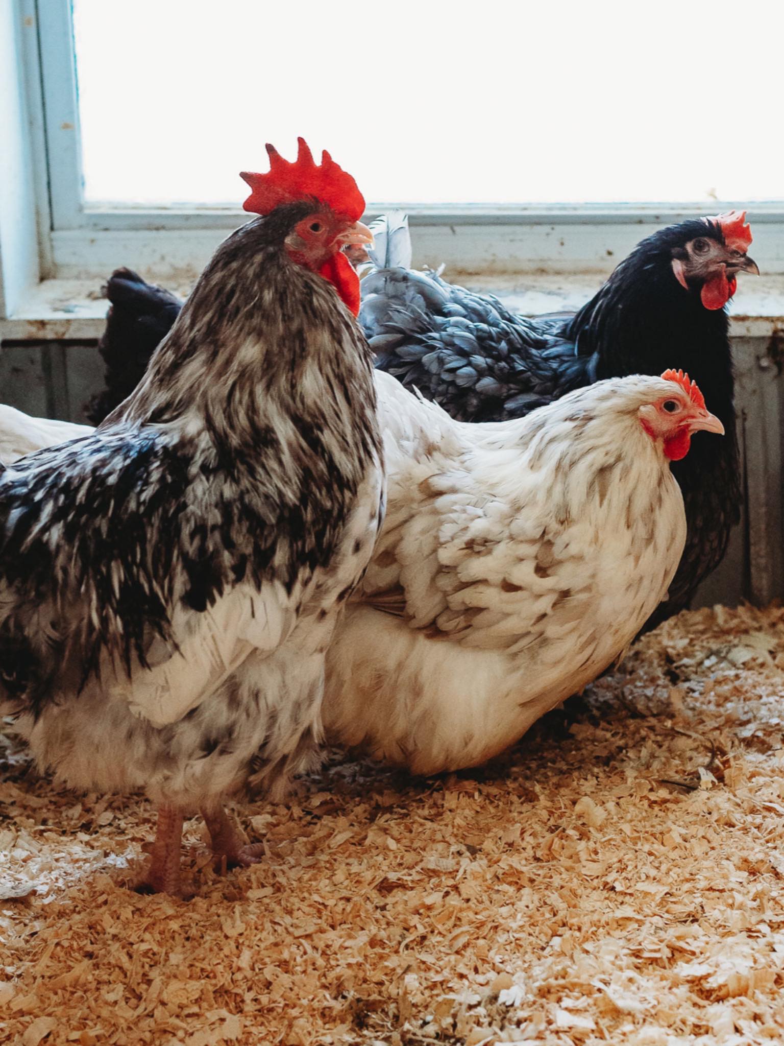 Canard coureur Indien - La Ferme de Manon