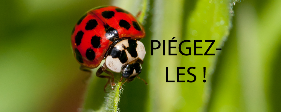 Comment se débarrasser des coccinelles asiatiques?