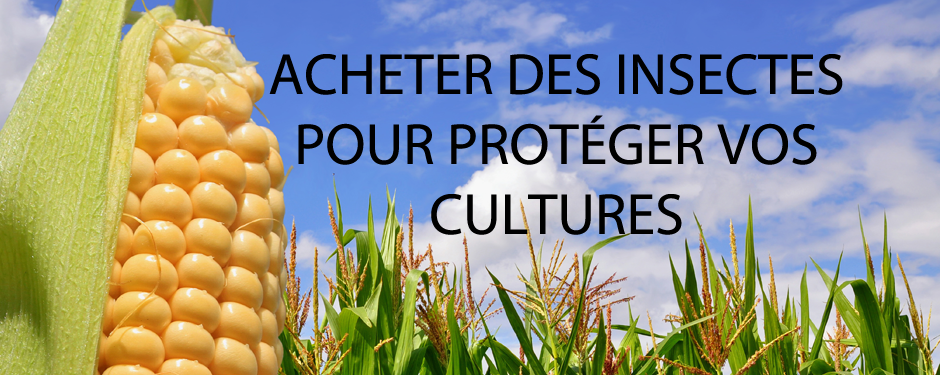 Acheter des insectes prédateurs – Anatis Bioprotection