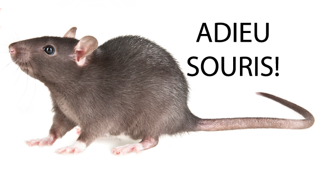 Se débarrasser des souris