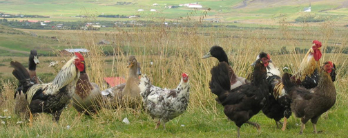 Élevage de poules islandaises 