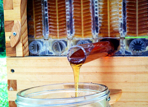 La nouvelle ruche Flow hive recolte le miel sans déranger les abeilles 