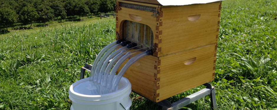 La nouvelle ruche Flow Hive récolte le miel sans déranger les abeilles.