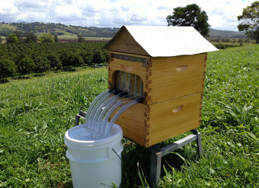 nouvelle ruche flow hive 