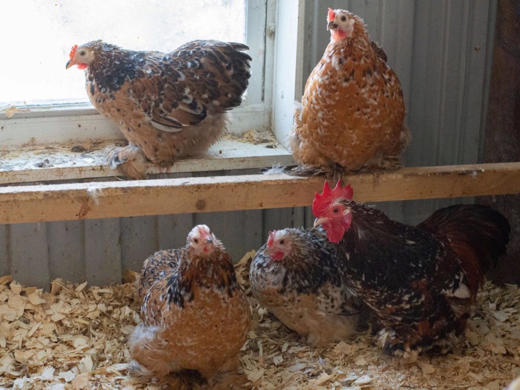 Cochin-bantam-calico