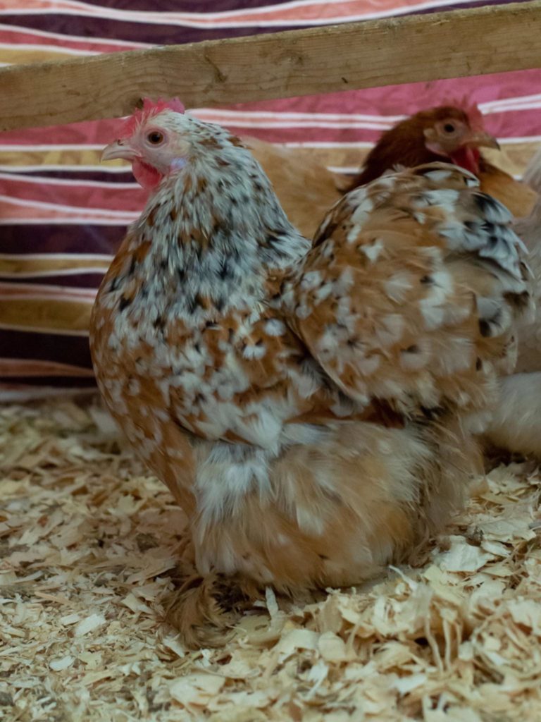 Cochin-bantam-mille-fleur