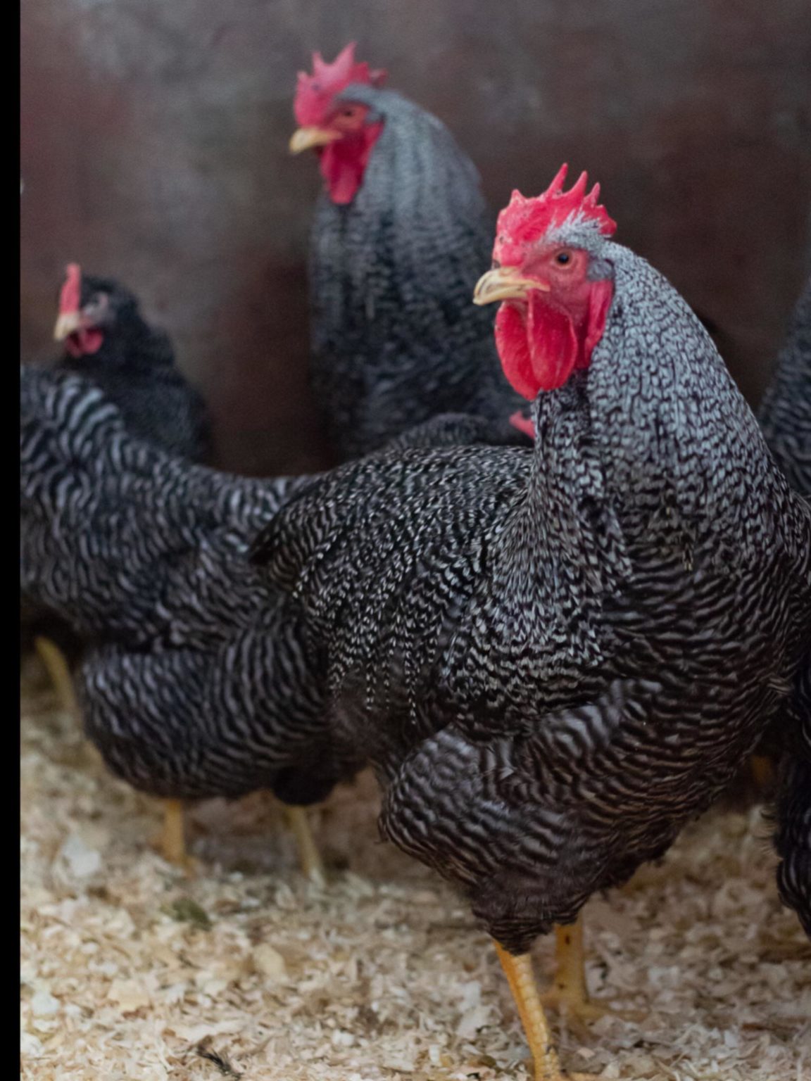 Acheter des poules de race au Québec Les véhicules électriques